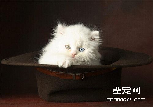 猫咪得了甲亢有哪些治疗方法