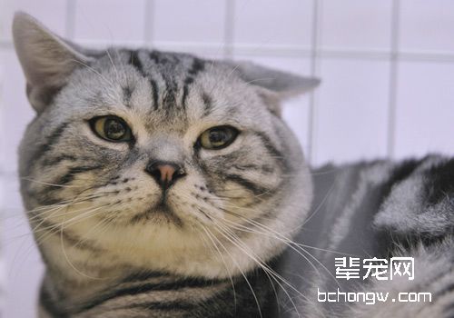 猫咪疫苗接种一定不可忽略