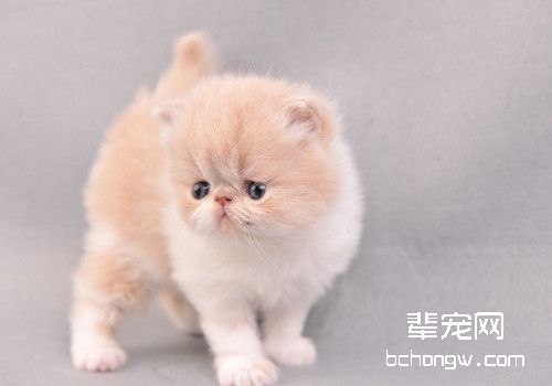 消化不良引起的猫咪肠胃炎如何用药