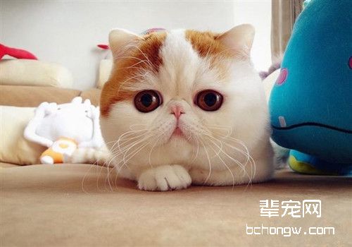 猫咪肠胃炎吃什么药
