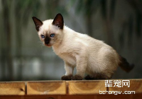 猫咪对国产和进口麻药的不同反应