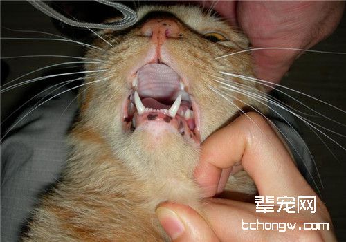 喂猫吃药的方法