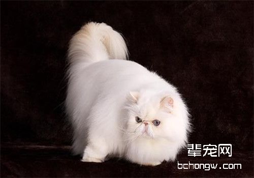 如何选择猫咪驱虫药？