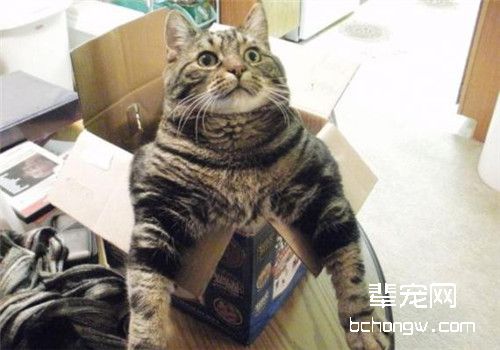 教你自己在家给宠物猫打针