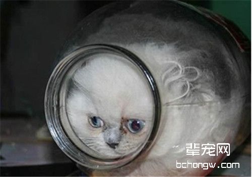 慎！不要将人类的药物喂猫吃