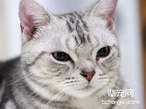 为小猫打疫苗为何需要打两针