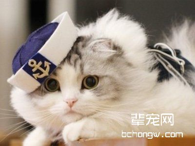 如何让猫咪乖乖吃药