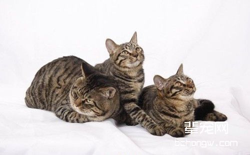 为猫咪打针需注意什么