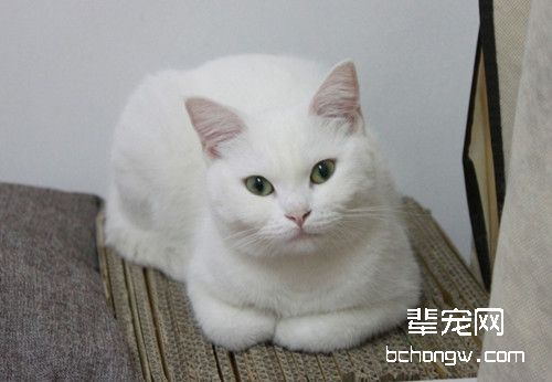 人类感冒药能用来医治猫咪吗
