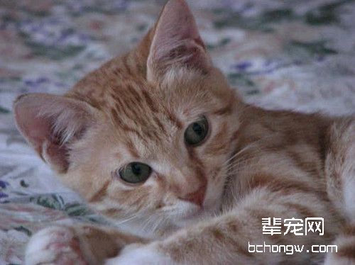 正确为猫咪滴耳药水的步骤