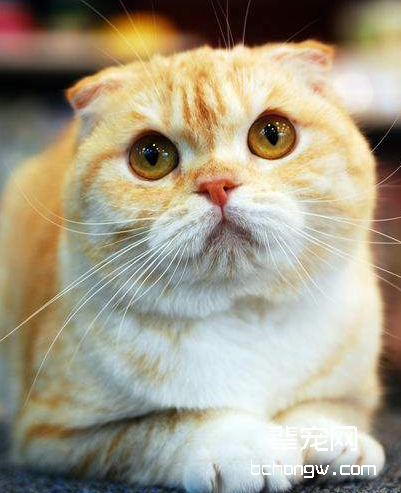 轻松给猫咪喂药小秘诀