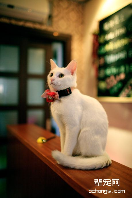 猫咪消炎药大集合