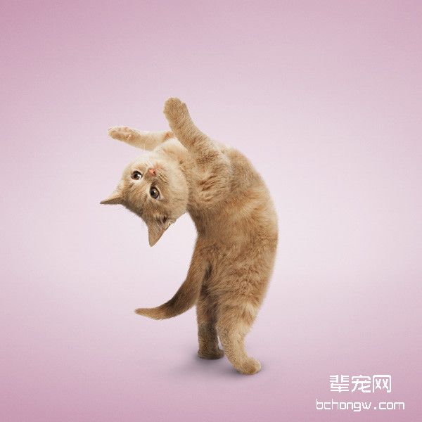 市场上常见的猫用疫苗
