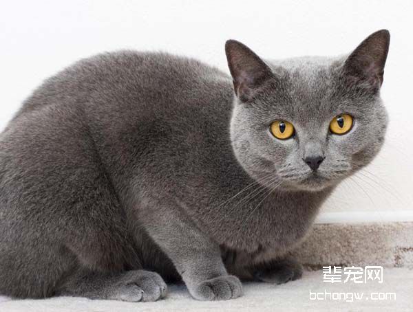 猫咪多久需要驱一次虫