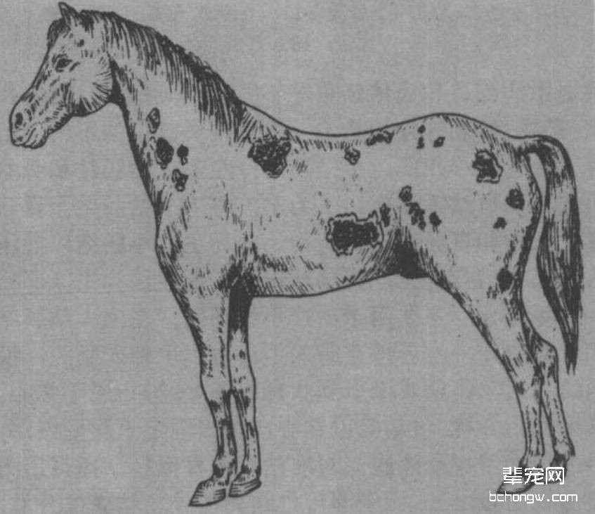 疥癣