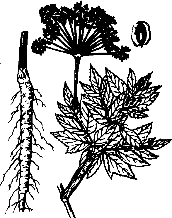 白芷