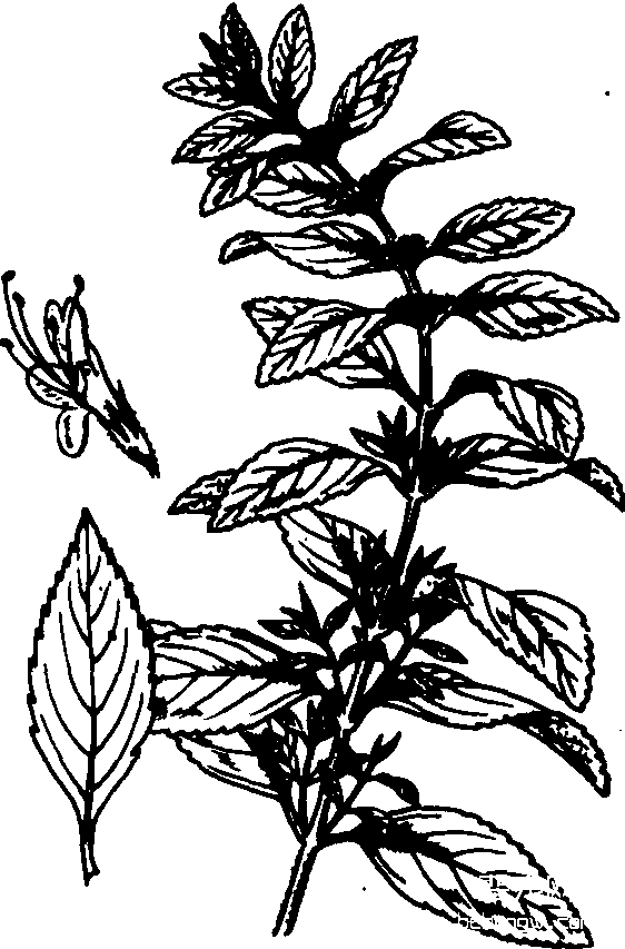 薄荷