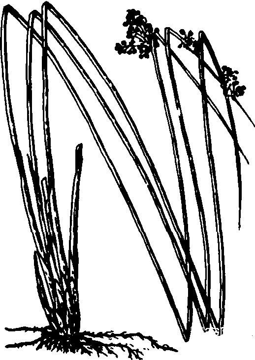 灯心草