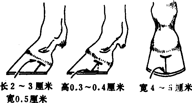 风蹄