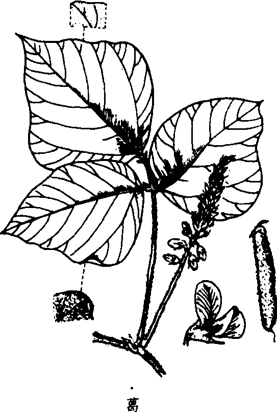 葛根