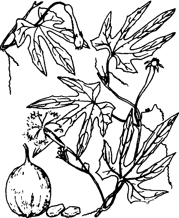 瓜蒌
