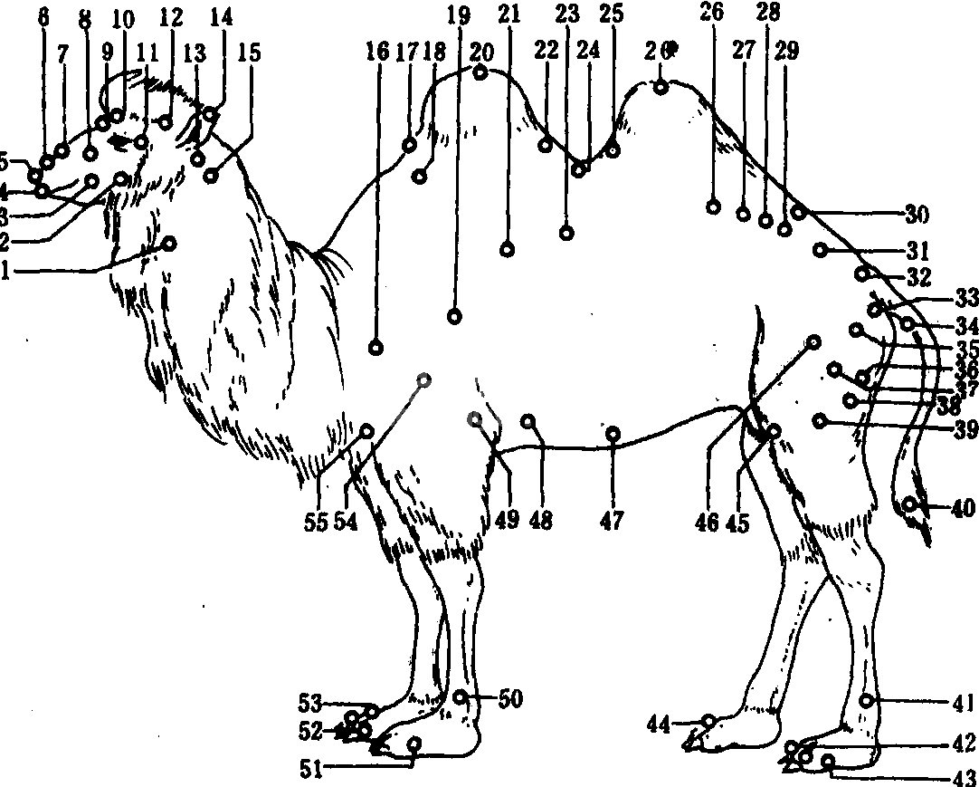 骆驼腧穴