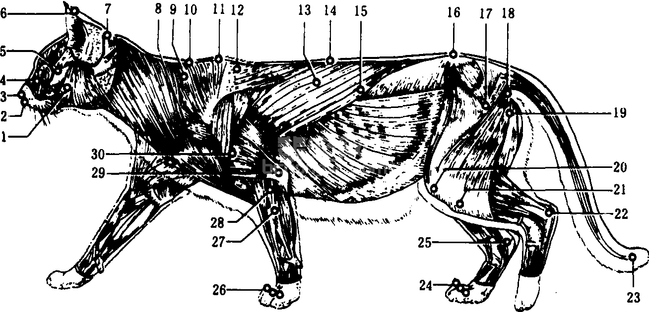 猫腧穴