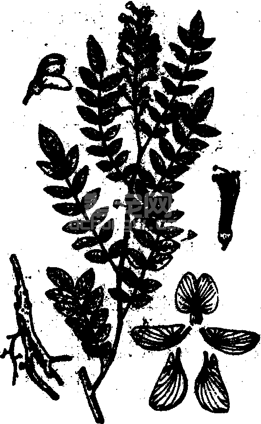 山豆根