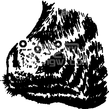 山根