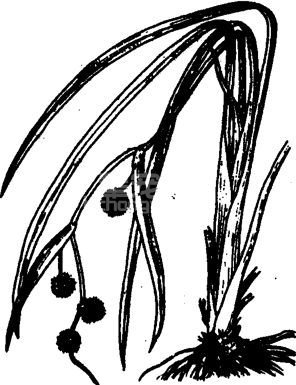 三棱