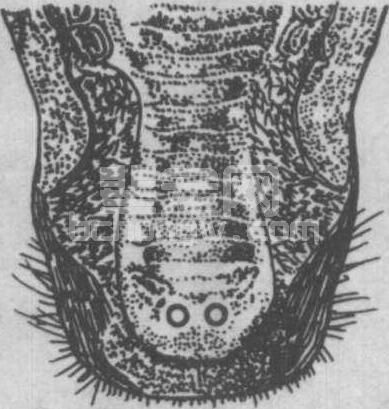 顺气