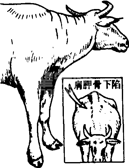 脱膊