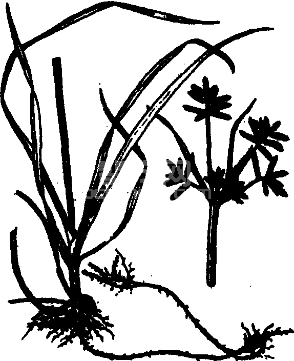 香附子