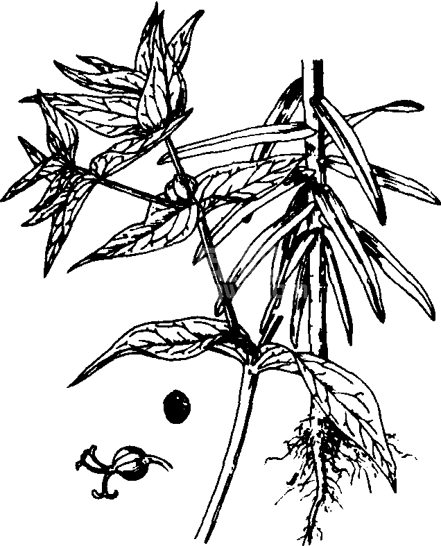 续随子
