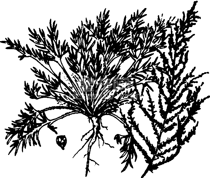 茵陈