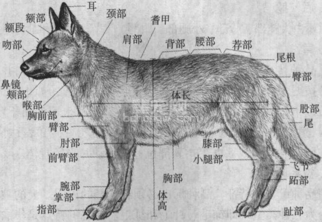 3.2 犬的体型外貌