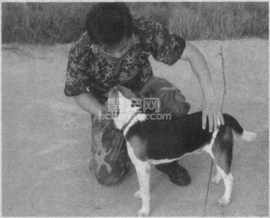 9.3 犬的训练