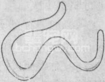 8.6 犬的常见病防治