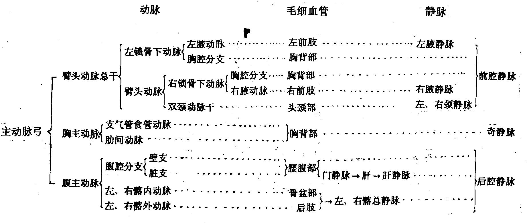 毛细淋巴管