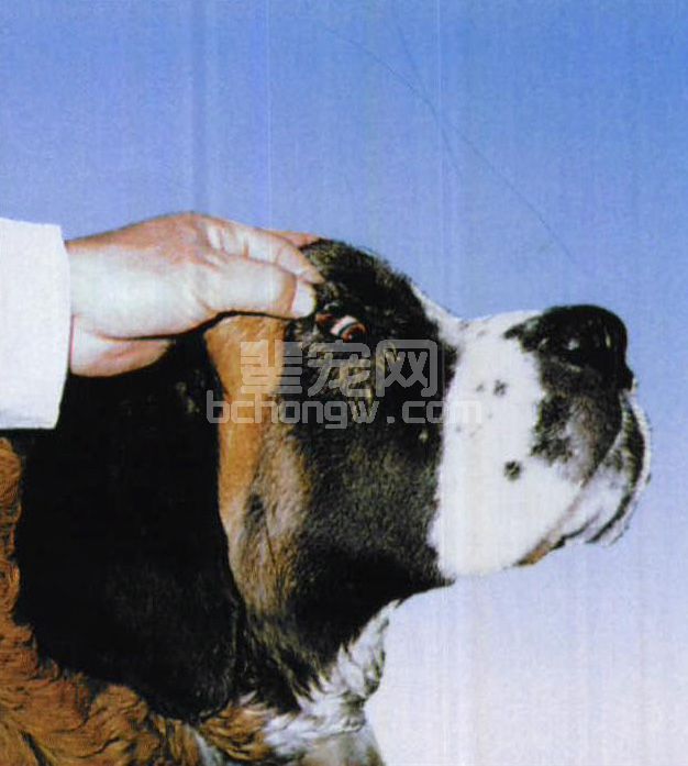 图1-2 观察结膜色泽