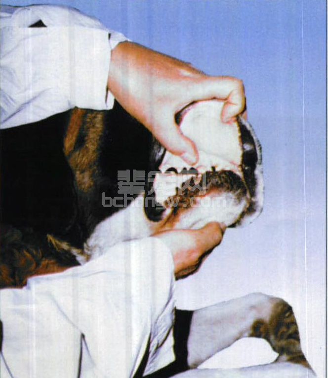 图1-3 观察口腔色泽及测定毛细血管再充盈时间