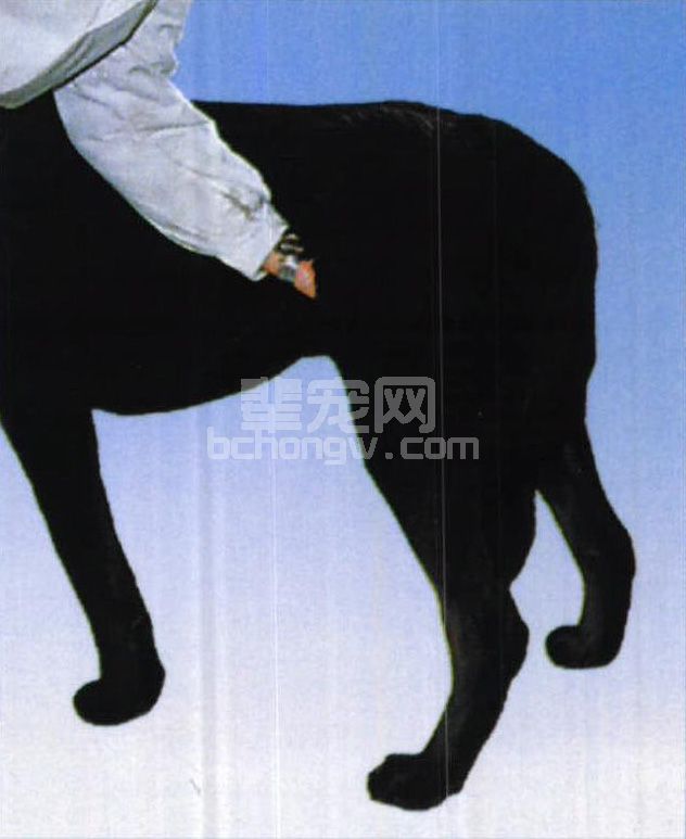 图1-4 测定股动脉脉搏的方法