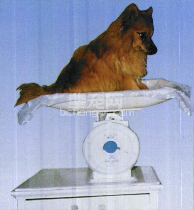 图1-1 小型犬婴儿秤称体重