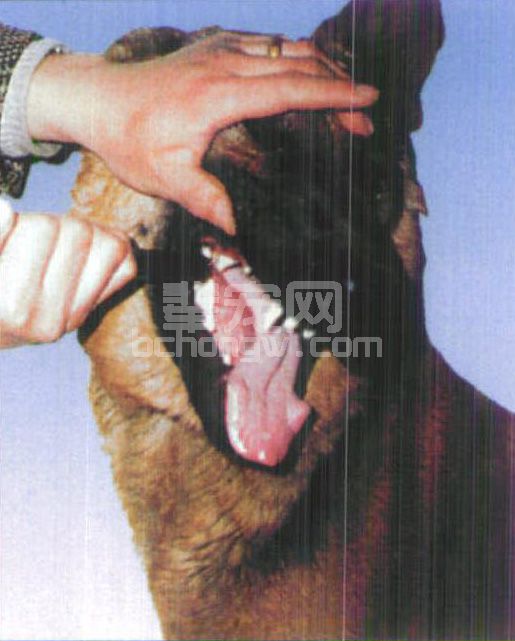 图1-6 口腔投液体药物的方法