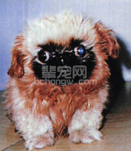 图2-4 犬瘟热患犬角膜浑浊、溃疡
