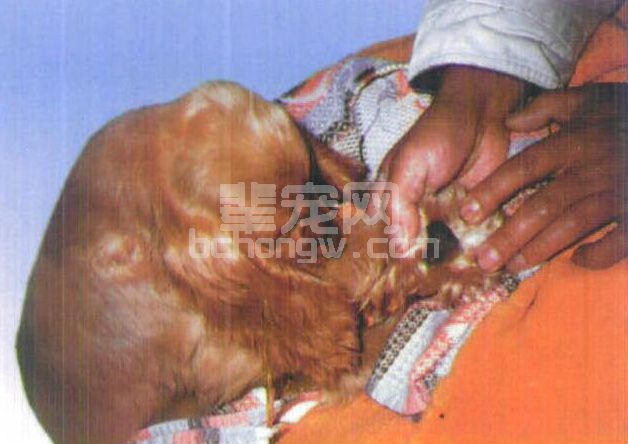 图2-5 犬瘟热患犬的硬蹠症