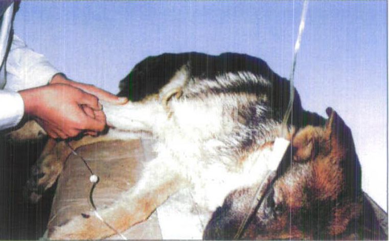 图1-8 桡静脉注射法