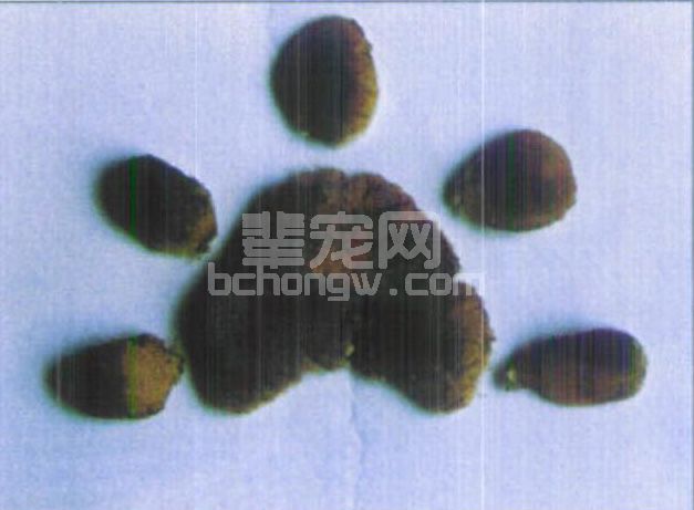 图2-6 犬瘟热硬蹠症脱落的足垫