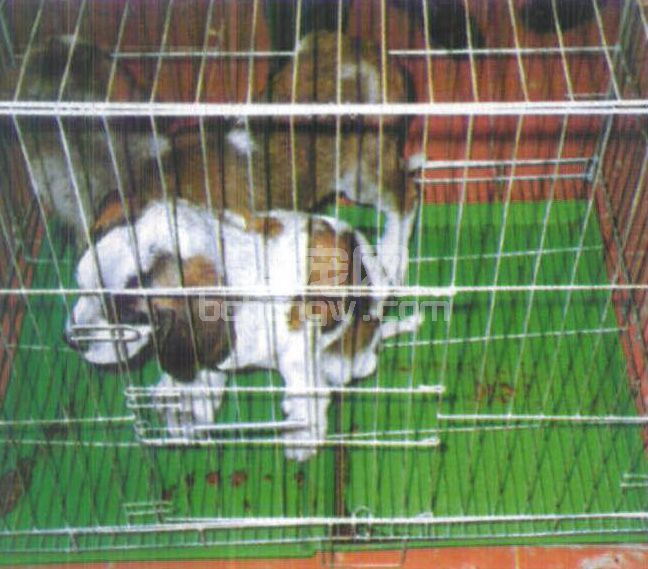 图2-7 细小病毒感染犬的血便