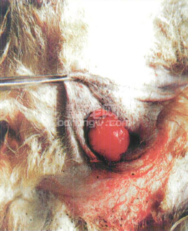 图2-15 母犬转移性性器官肿瘤